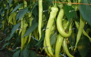 ОГНИВЕЦ / OHNIVEC