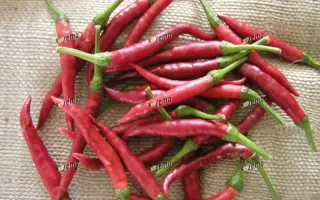 ДАМИАН / DAMIAN