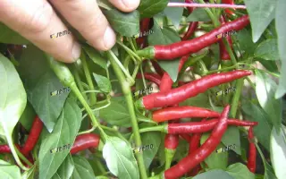 ДАМИАН / DAMIAN