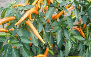 КИЛИАН / KILIAN