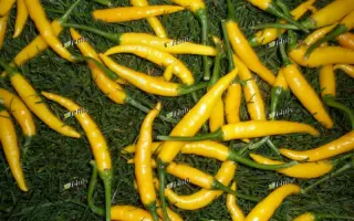 КРИСТИАН / KRISTIAN