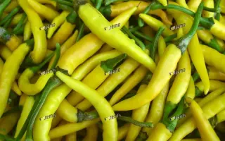 КРИСТИАН / KRISTIAN