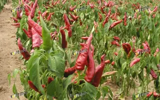 КУРКУЛКА / KURKULKA