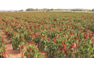 КУРКУЛКА / KURKULKA