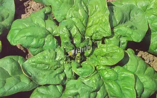 МАТАДОР / MATADOR