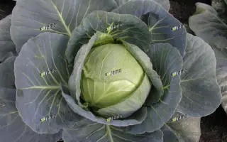 УНИКАТ F1 / UNIKAT F1