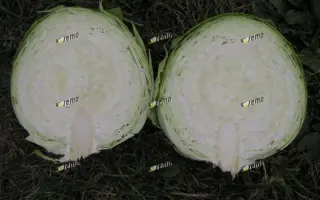 УНИКАТ F1 / UNIKAT F1