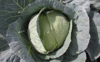 КОРИНО F1 / KORINO F1