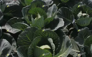 КОРИНО F1 / KORINO F1