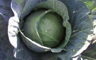 ПАВЛО F1 / PAVLO F1