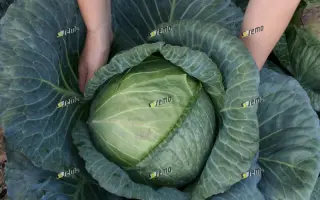 РИТМО F1 / RITMO F1