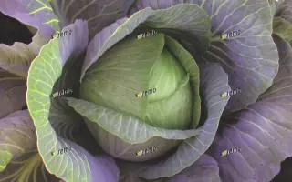 ТРВАЛО F1 / TRVALO F1