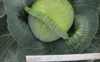 ПОРТО F1 / PORTO F1