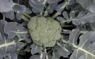 ЛЮСИЯ F1 / LUCIE F1