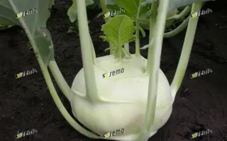 ДВОРАНА / DVORANA