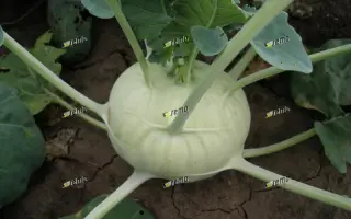 МОРАВИА / MORAVIA