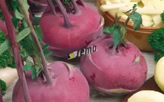 БЛАНКИТ / BLANKYT