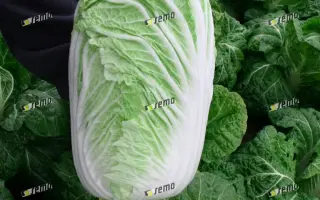 КОНКОРД F1 / CONCORD F1