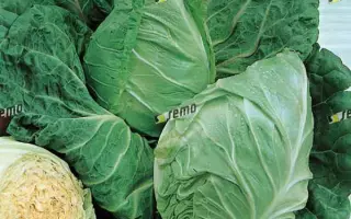 ПРЕДЗВЕСТ / PŘEDZVĚST