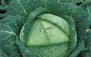 ВЕРТУС 2 / VERTUS 2