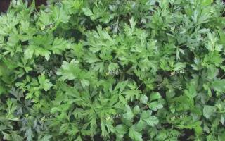 ФЕСТИВАЛЬ / FESTIVAL