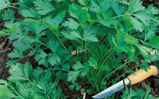 ИТАЛЬЯНСКАЯ ГИГАНТЭЛА / GIGANTE D´ITALIA