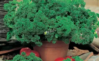 КАДЕРАВА / KADERAVA