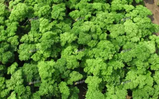 МАРУНКА / MARUNKA