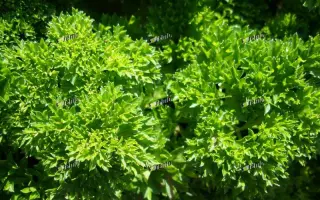 МАРУНКА / MARUNKA