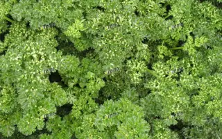 КУДРИНКА / KUDRINKA