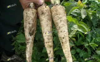 БЕЛЫЙ, ДЛИННЫЙ / DLOUHÝ BÍLÝ