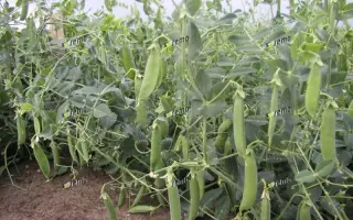 ВЛАДАН / VLADAN