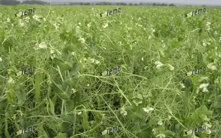 КУДРНАЧ / KUDRNÁČ