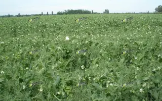 КУДРНАЧ / KUDRNÁČ