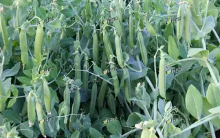 ДАЛИЛА / DALILA