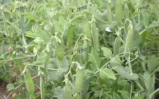 ДАЛИЛА / DALILA