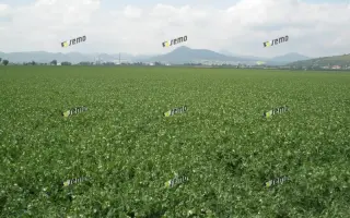 РАДОВАН / RADOVAN