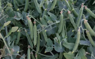 ДРАГОН / DRAGON