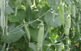 ДРАГОН / DRAGON