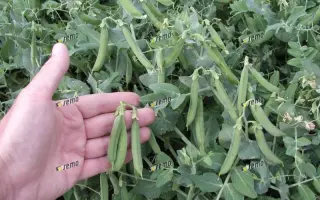 ЦЕТРИС / CETRIS