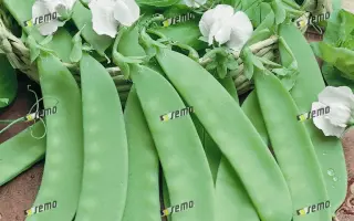 АМБРОЗИЯ / AMBROSIA