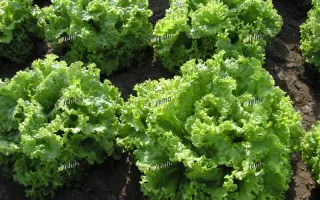 ЗОЛТАН / ZOLTAN