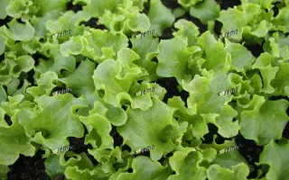 ЗОЛТАН / ZOLTAN