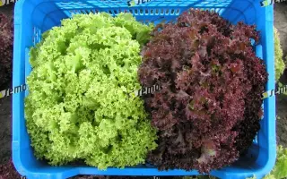 КАРМИНОВА / KARMINOVA