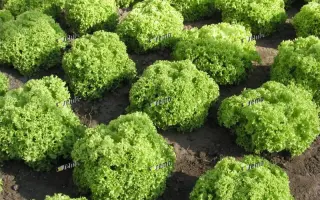 ЗЛАТАВА / ZLATAVA