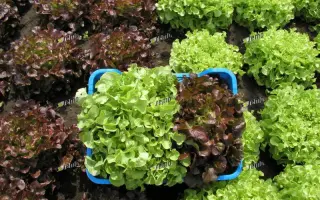 ДУБАРЕД / DUBARED