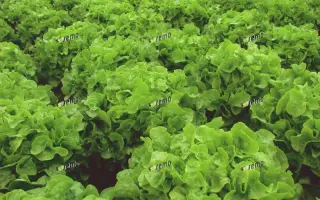 ДУБАГОЛД / DUBAGOLD