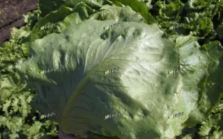 ГЛОБУС / GLOBUS