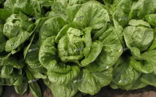 ГЛОБУС / GLOBUS