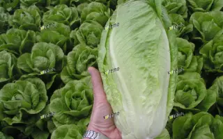 ГЕЛБУС / GELBUS